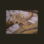 Morning Leopard
