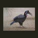 Abyssinnian Hornbill