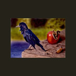 Grackle with Apple