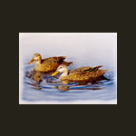 Mottled Ducks