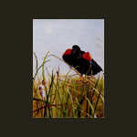 Red Wing Black Bird