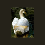 Mute Swan